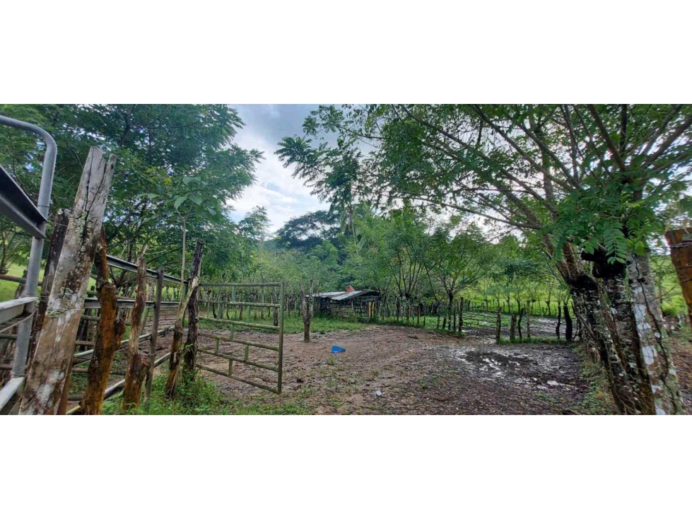 SE VENDE FINCA GANADERA EN LAS TABLAS - 5