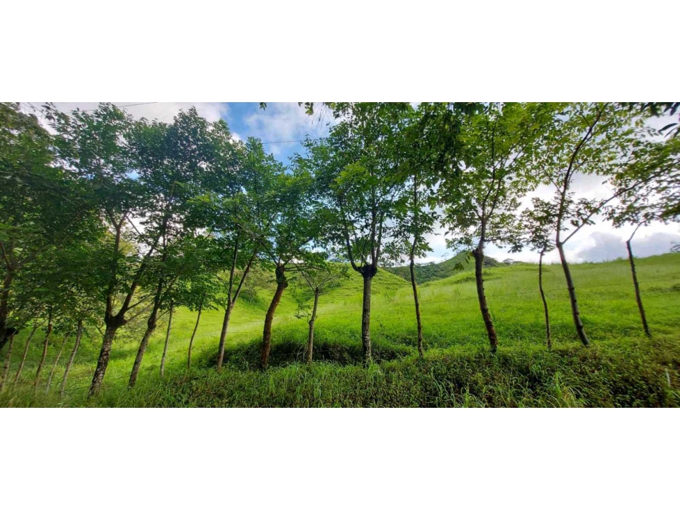 SE VENDE FINCA GANADERA EN LAS TABLAS - 6