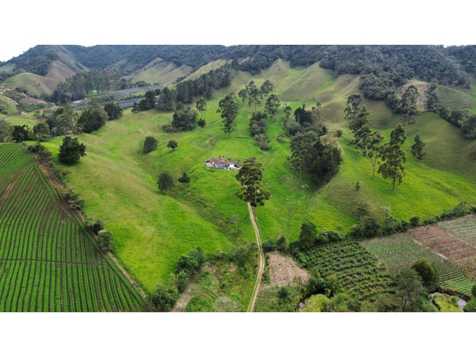 SE VENDE FINCA GANADERA PRODUCTIVA EN LA CEJA 14 HECTÁREAS VDA SAN GE