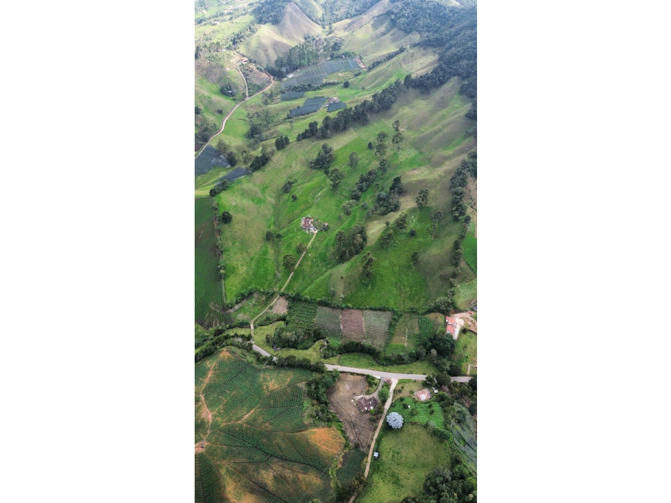 SE VENDE FINCA GANADERA PRODUCTIVA EN LA CEJA 14 HECTÁREAS VDA SAN GE — foto 2