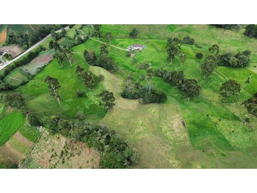 SE VENDE FINCA GANADERA PRODUCTIVA EN LA CEJA 14 HECTÁREAS VDA SAN GE — foto 3