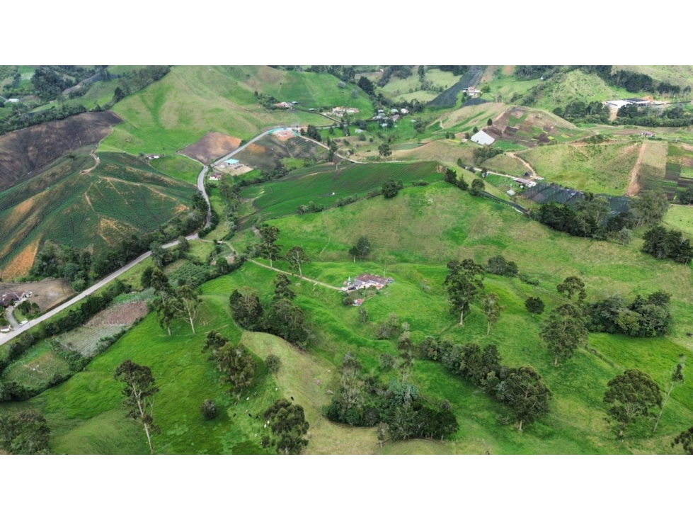 SE VENDE FINCA GANADERA PRODUCTIVA EN LA CEJA 14 HECTÁREAS VDA SAN GE — foto 4