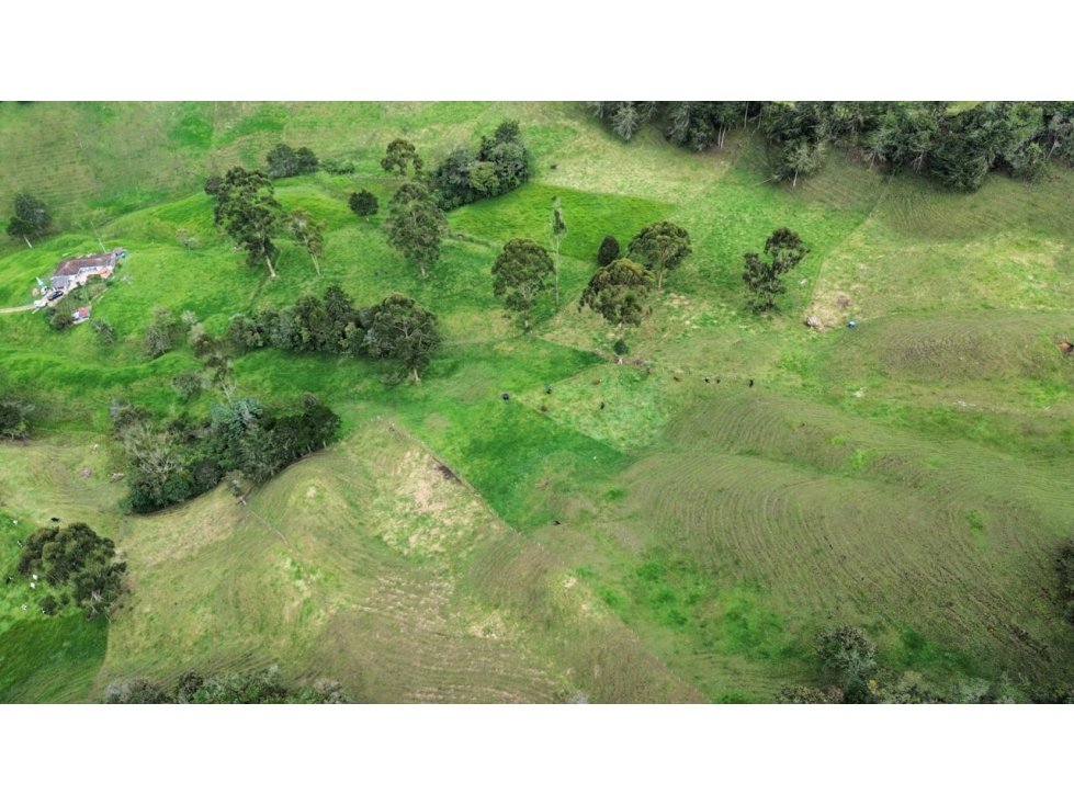 SE VENDE FINCA GANADERA PRODUCTIVA EN LA CEJA 14 HECTÁREAS VDA SAN GE — foto 5