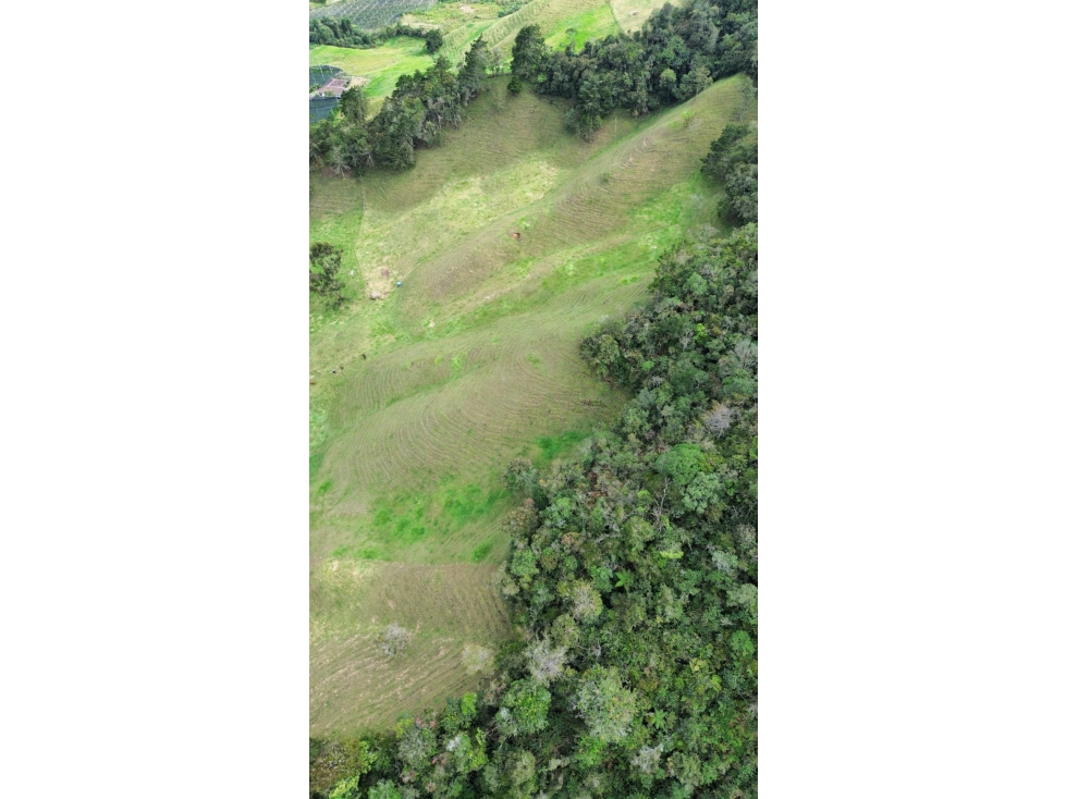 SE VENDE FINCA GANADERA PRODUCTIVA EN LA CEJA 14 HECTÁREAS VDA SAN GE — foto 6