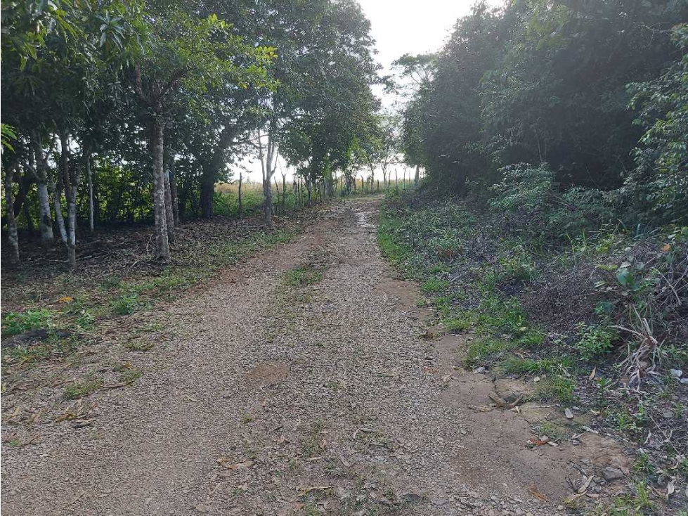 SE VENDE FINCA LAS CUESTAS VÍA TOABRÉ PENONOMÉ - 3