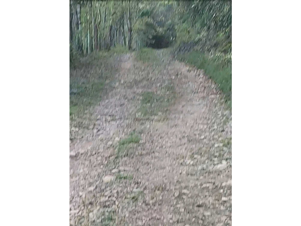 SE VENDE FINCA LAS CUESTAS VÍA TOABRÉ PENONOMÉ - 4
