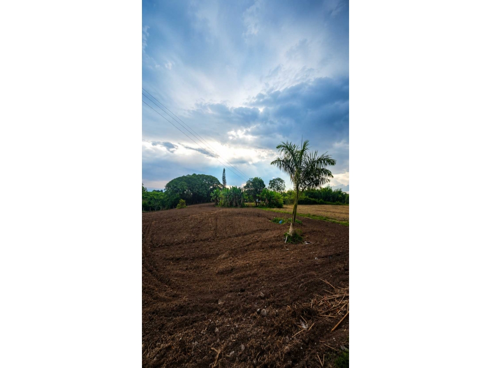 Se vende finca plana en la tebaida, Quindío, Colombia. - 3