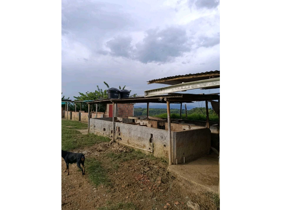 ¡SE VENDE FINCA PORCÃCOLA CERTIFICADA POR EL ICA- MODIN CARTAGO — foto 6