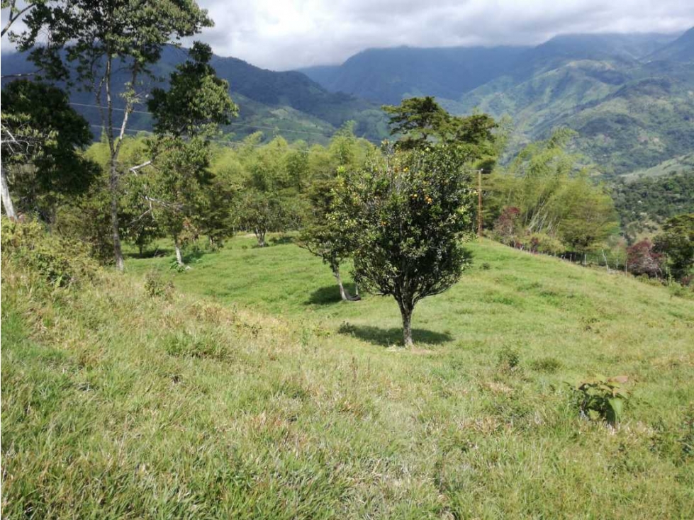SE VENDE FINCA , 25 Hectáreas , La Florida , Pereira - 3