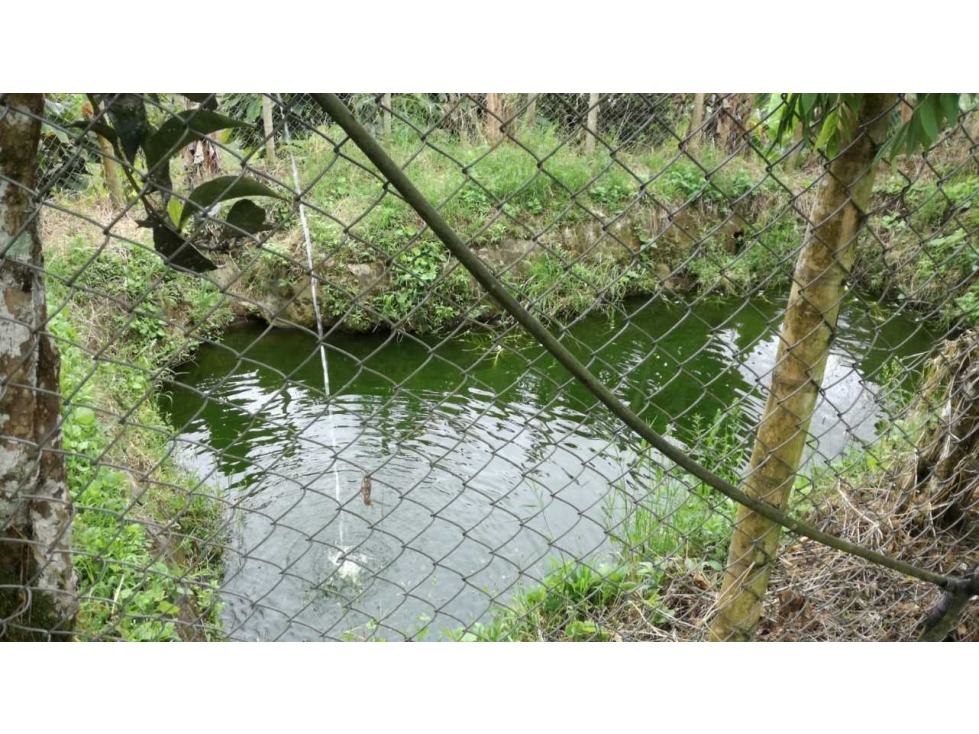 SE VENDE FINCA , 25 Hectáreas , La Florida , Pereira - 4