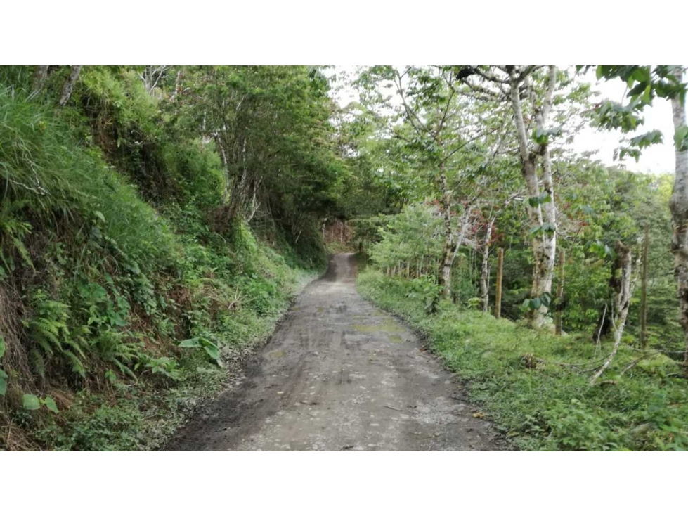 SE VENDE FINCA , 25 Hectáreas , La Florida , Pereira - 2