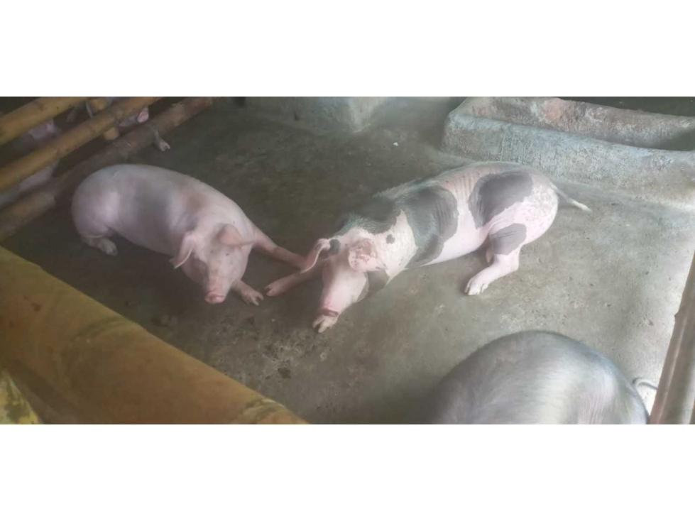 SE VENDE FINCA , 25 Hectáreas , La Florida , Pereira - 6