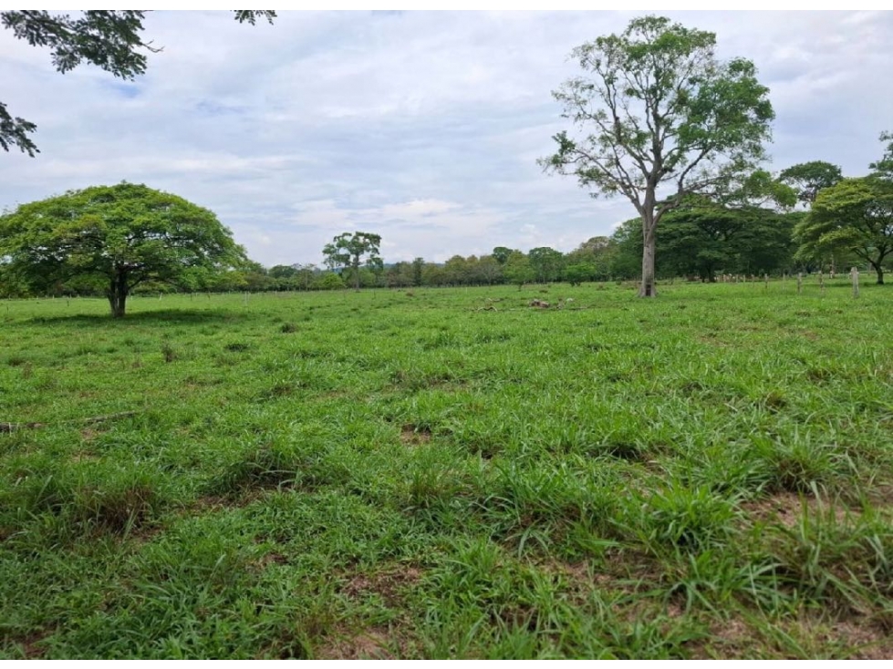 SE VENDE FINCA PRODUCTIVA 34 HECTÁREAS EN PORE, CASANARE - 1