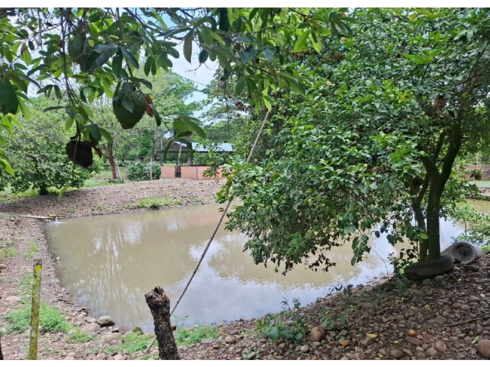 SE VENDE FINCA PRODUCTIVA 34 HECTÁREAS EN PORE, CASANARE - 2