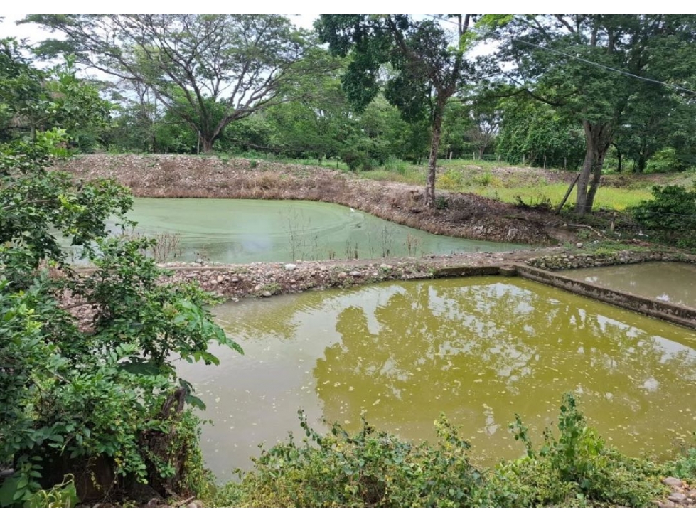 SE VENDE FINCA PRODUCTIVA 34 HECTÁREAS EN PORE, CASANARE - 3