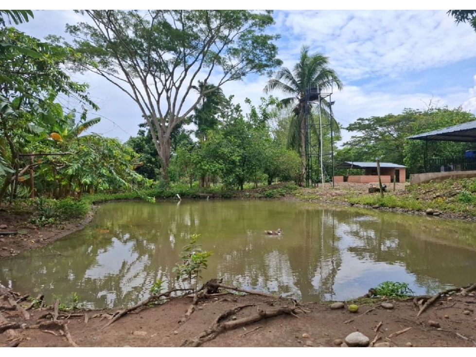 SE VENDE FINCA PRODUCTIVA 34 HECTÁREAS EN PORE, CASANARE - 4