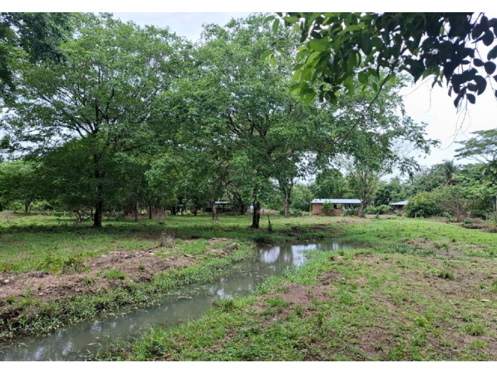 SE VENDE FINCA PRODUCTIVA 34 HECTÁREAS EN PORE, CASANARE - 6