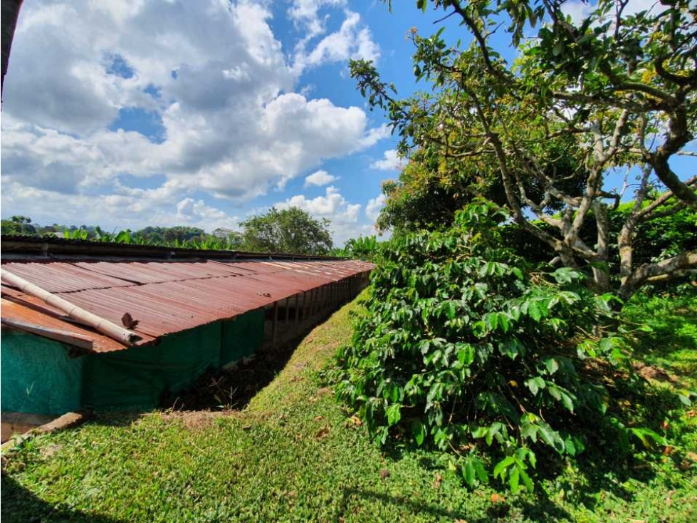 SE VENDE FINCA PRODUCTIVA VEREDA ENTRE FILANDIA - QUIMBAYA - 6