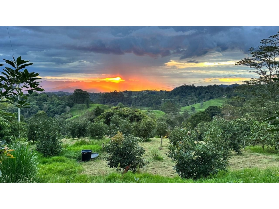 SE VENDE FINCA SEMBRADA EN AGUACATE HASS - 3
