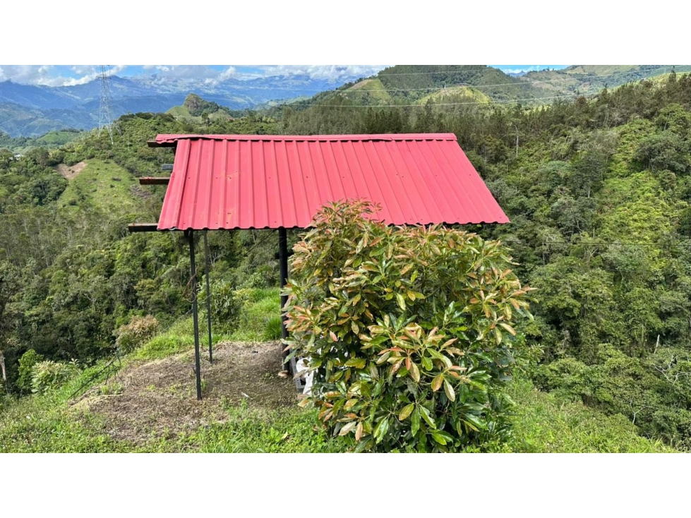 SE VENDE FINCA SEMBRADA EN AGUACATE HASS - 4