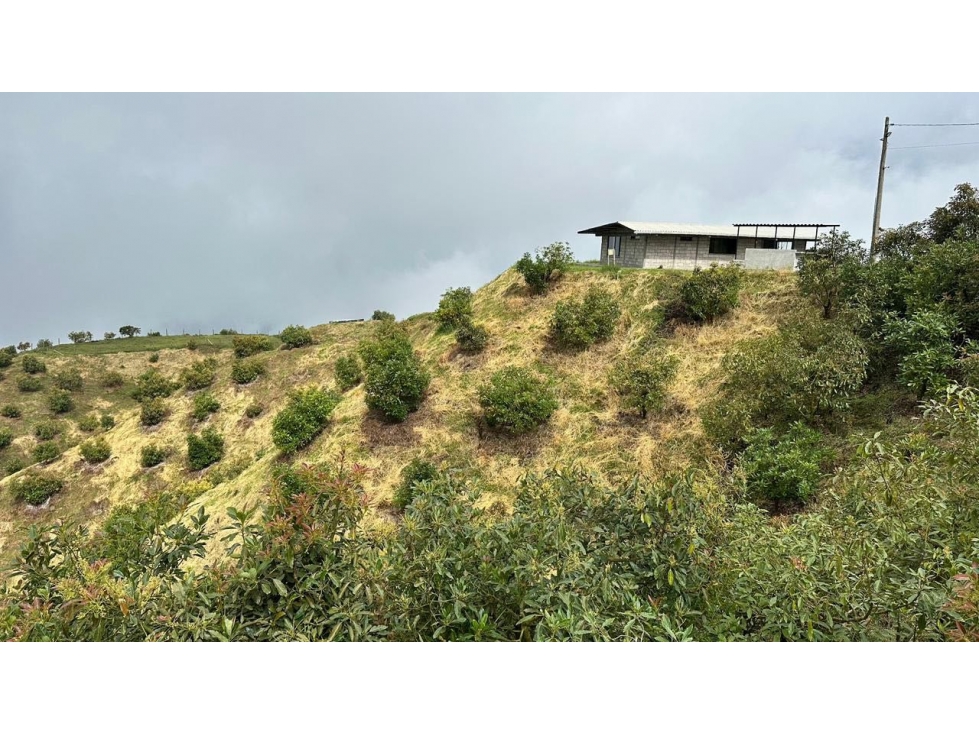 SE VENDE FINCA SEMBRADA EN AGUACATE HASS - 5