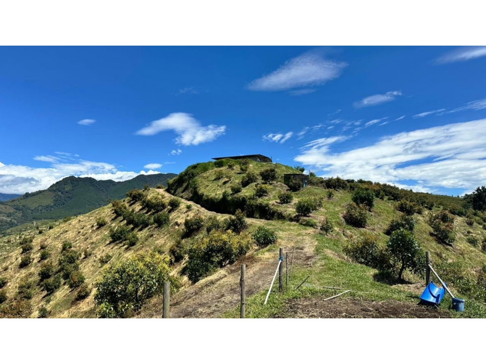 SE VENDE FINCA SEMBRADA EN AGUACATE HASS - 6