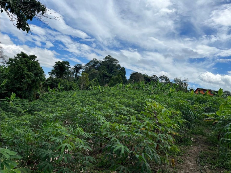 Se vende finca ubicada Circasia Montenegro Quindio — foto 5