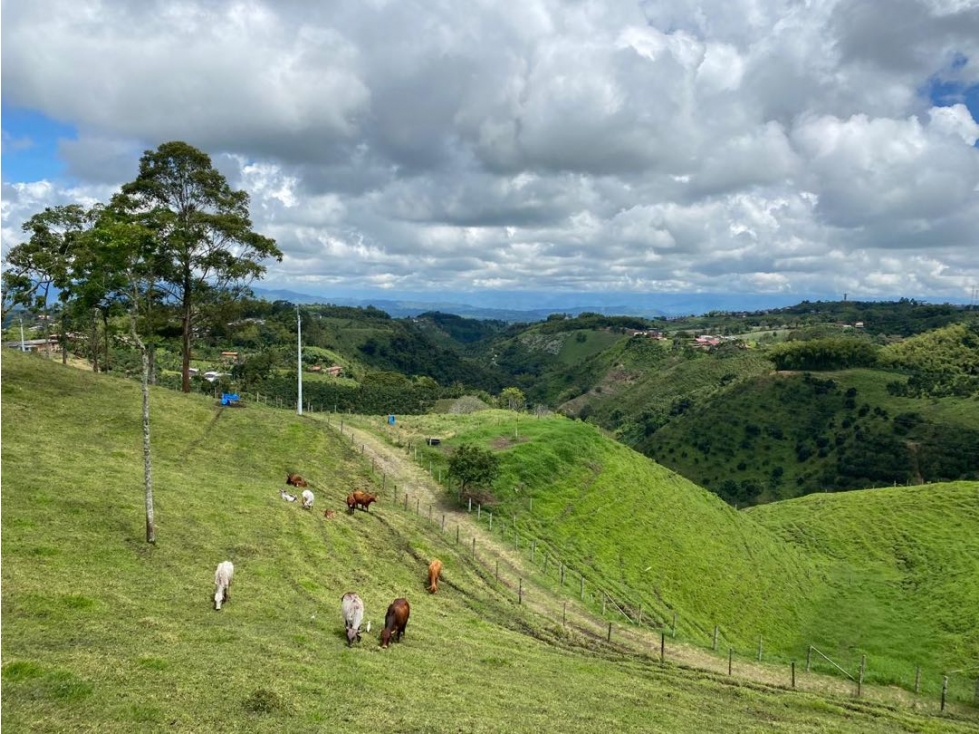 Se vende finca Vereda Arabia Pereira — foto 6