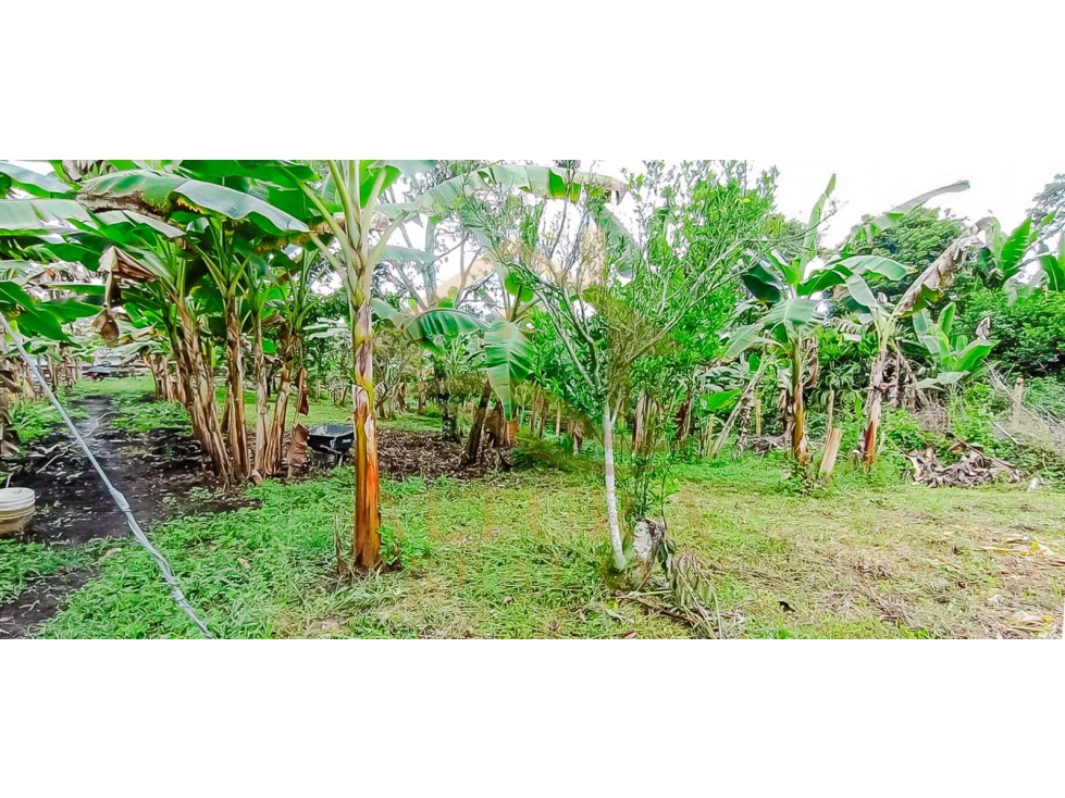 SE VENDE FINCA VIA CIRCASIA- MONTENEGRO — foto 6