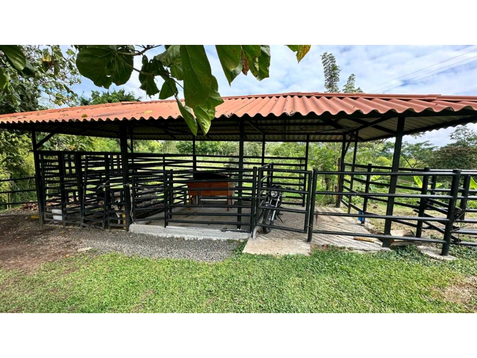 SE VENDE HERMOSA FINCA EN ALCALÁ CERCA A QUIMBAYA - 6