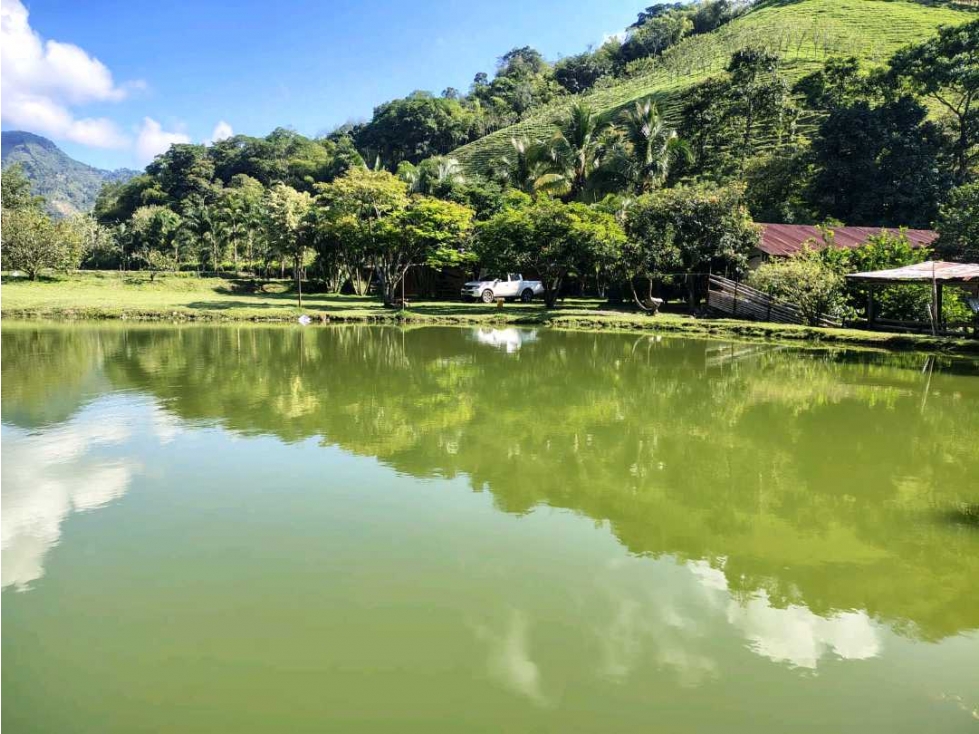 Se vende hermosa finca con piscícola, cítricos y ganado en la virginia - 1