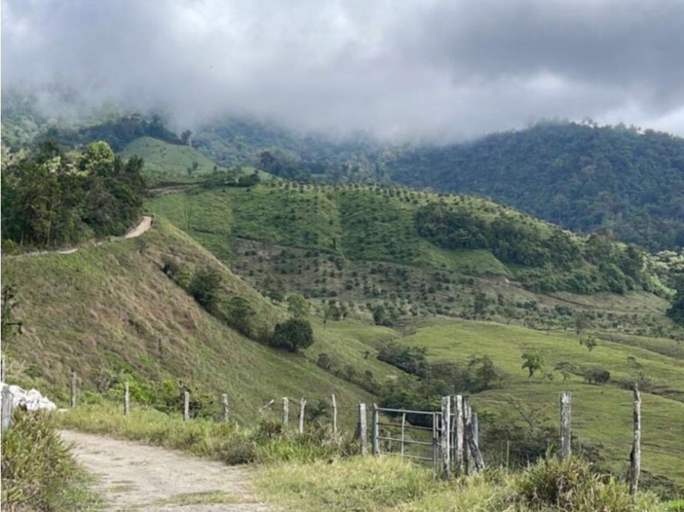 Se Vende Hermosa Hacienda Cafetera en Chiriquí - 5