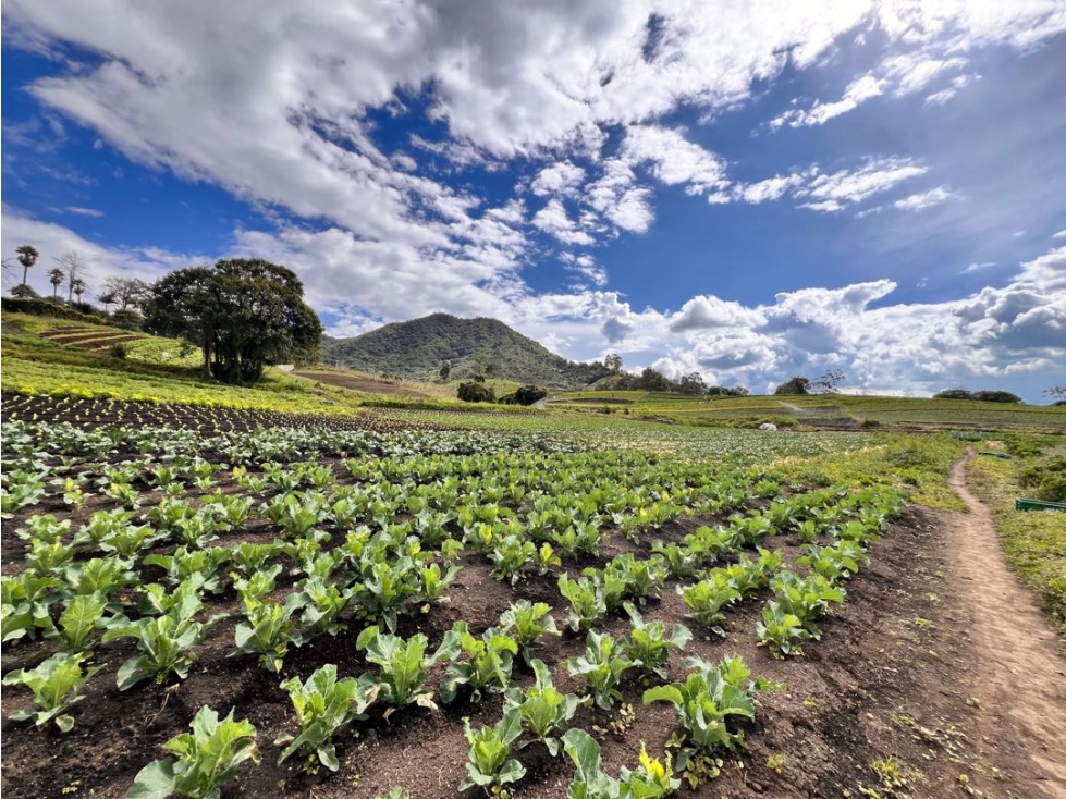SE VENDE HERMOSO TERRENO (FINCA) PARA DESARROLLO - CARMEN VIB. Oport. — foto 3