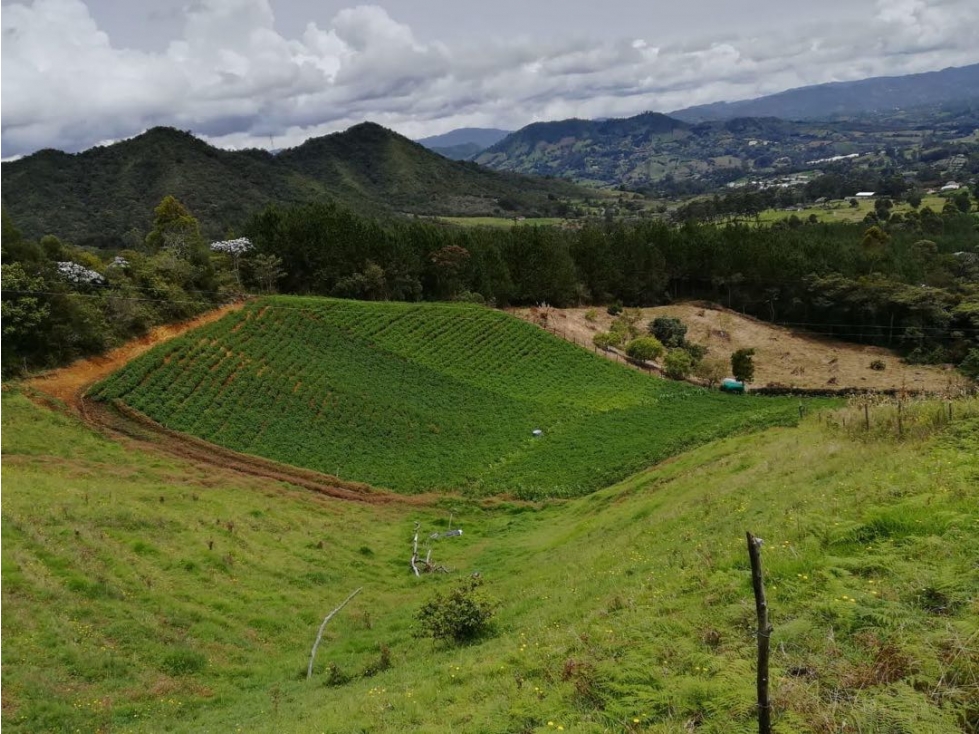 Se vende lote de 10.000 m2 en La Milagrosa en El Carmen de Viboral — foto 3
