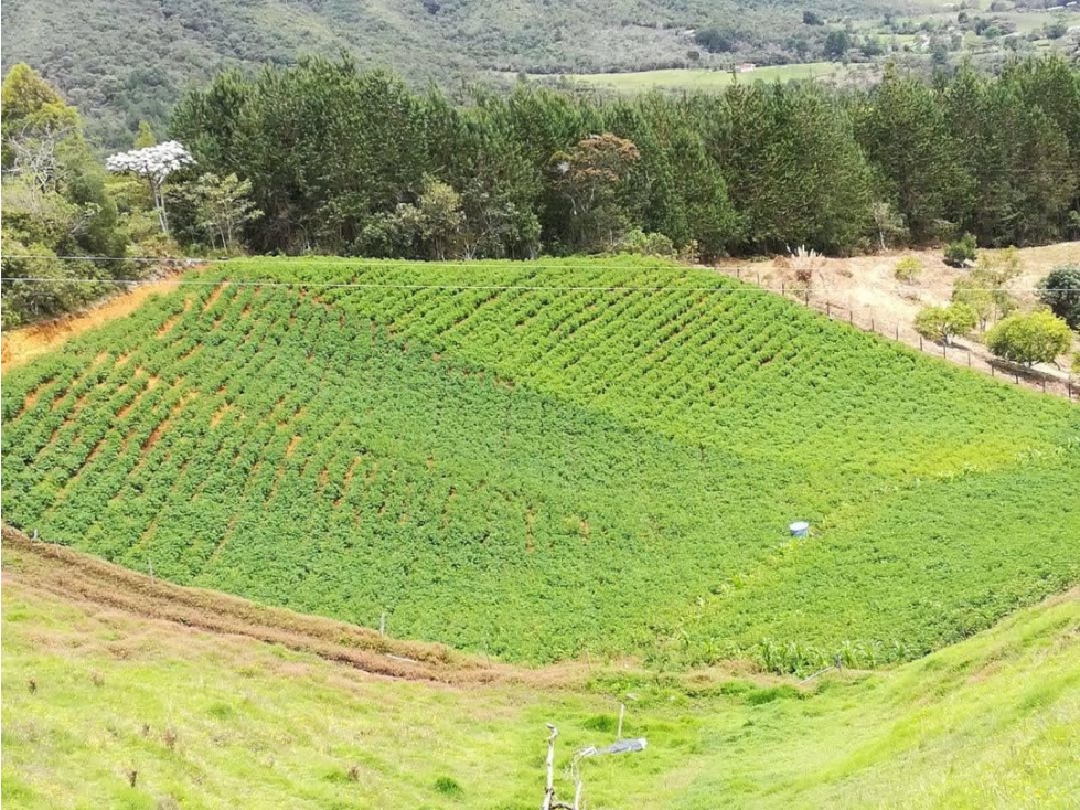 Se vende lote de 10.000 m2 en La Milagrosa en El Carmen de Viboral — foto 2