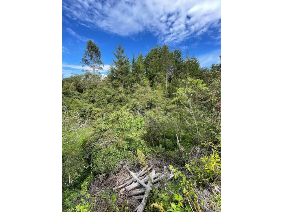 Se vende lote de 3.300 m2 en Altogrande, El Carmen de Viboral — foto 5