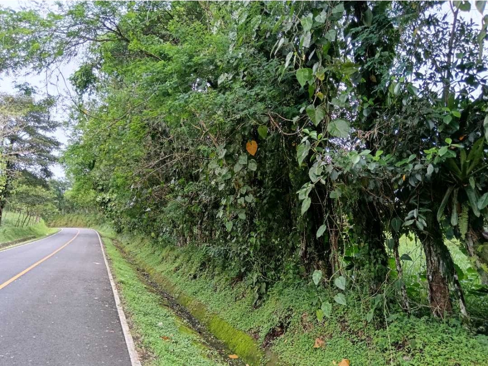 SE VENDE LOTE DE 5 HECTÁREAS CHIRIQUI BONGO ABAJO - 1