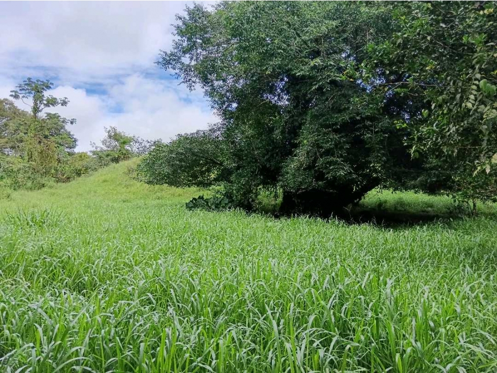 SE VENDE LOTE DE 5 HECTÁREAS CHIRIQUI BONGO ABAJO - 3
