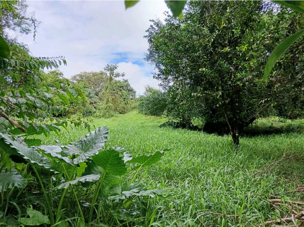 SE VENDE LOTE DE 5 HECTÁREAS CHIRIQUI BONGO ABAJO - 4