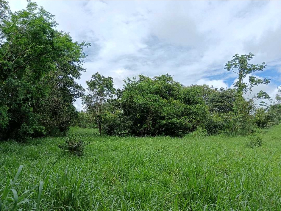 SE VENDE LOTE DE 5 HECTÁREAS CHIRIQUI BONGO ABAJO - 6
