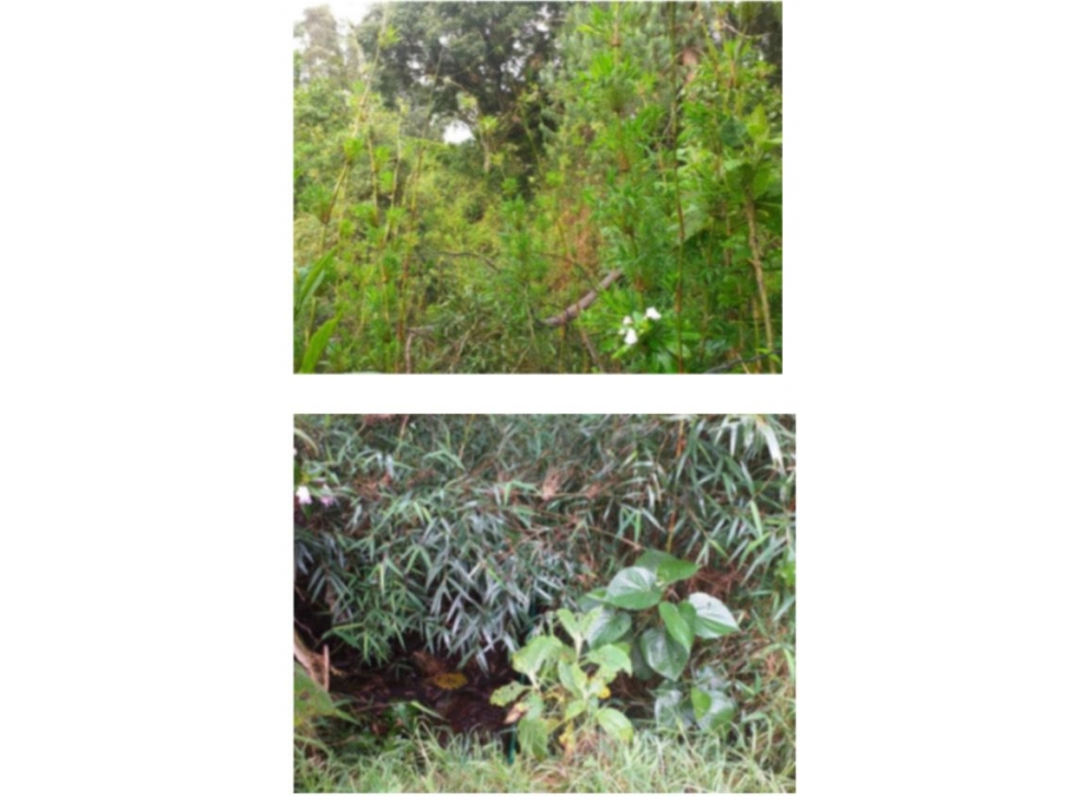 LOTE EN VENTA EN ALTOS DE POTOSI, GUASCA - 3