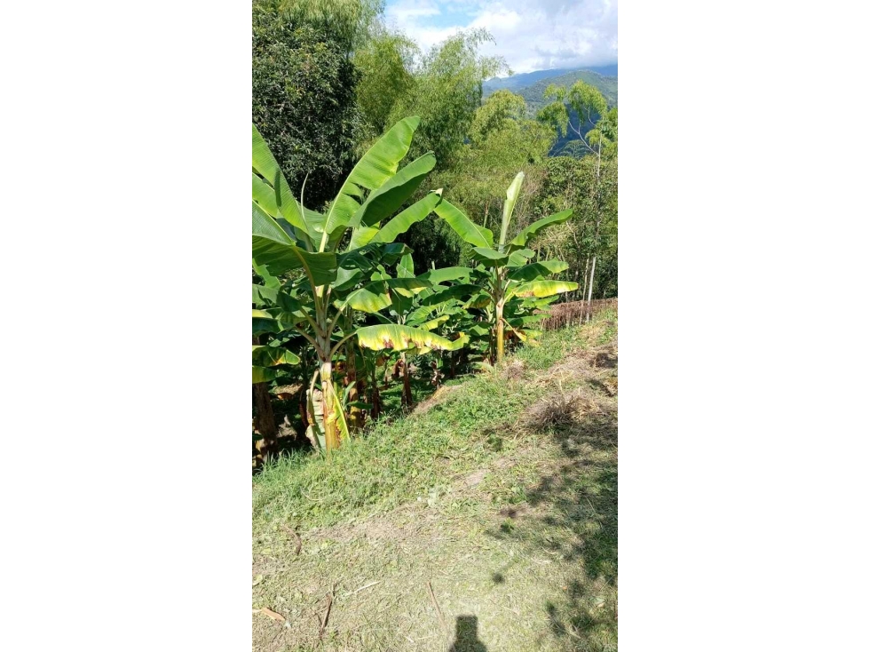 Se vende lote en el norte de Armenia Quindio — foto 2