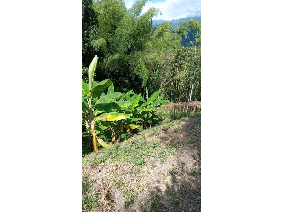 Se vende lote en el norte de Armenia Quindio — foto 3