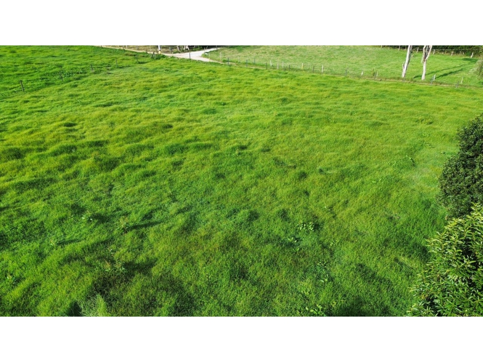 SE VENDE LOTE EN LA CEJA INDEPENDIENTE ÁREA 2500 m2 VIA HACIA LLANOG — foto 6