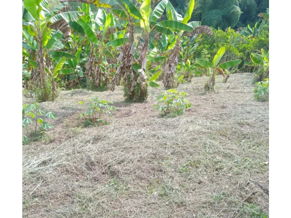 SE VENDE LOTE EN QUIMBAYA QUINDIO - 5