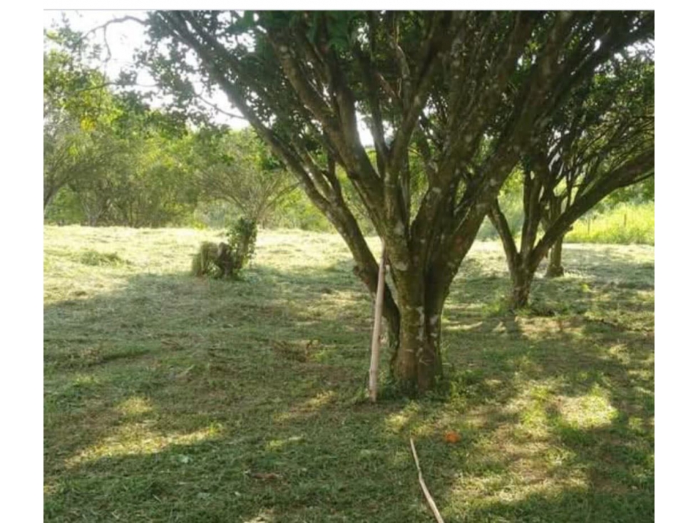 SE VENDE LOTE EN QUIMBAYA QUINDIO - 6
