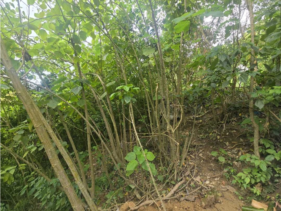 Se vende Lote en Minca Sierra Nevada - Santa Marta — foto 3