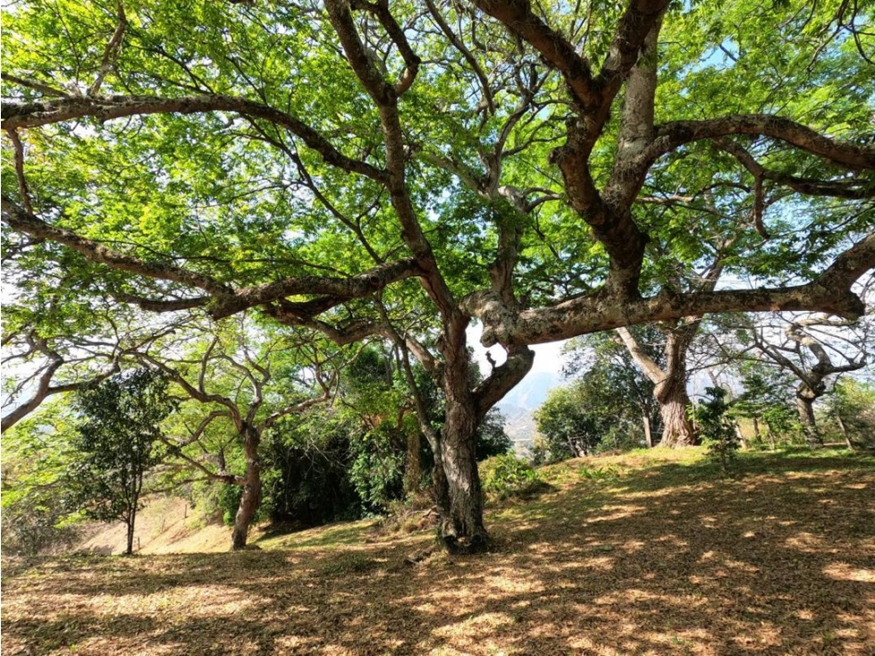 SE VENDE LOTE EN SOPETRAN EN LA VEREDA EL PALMAR — foto 2