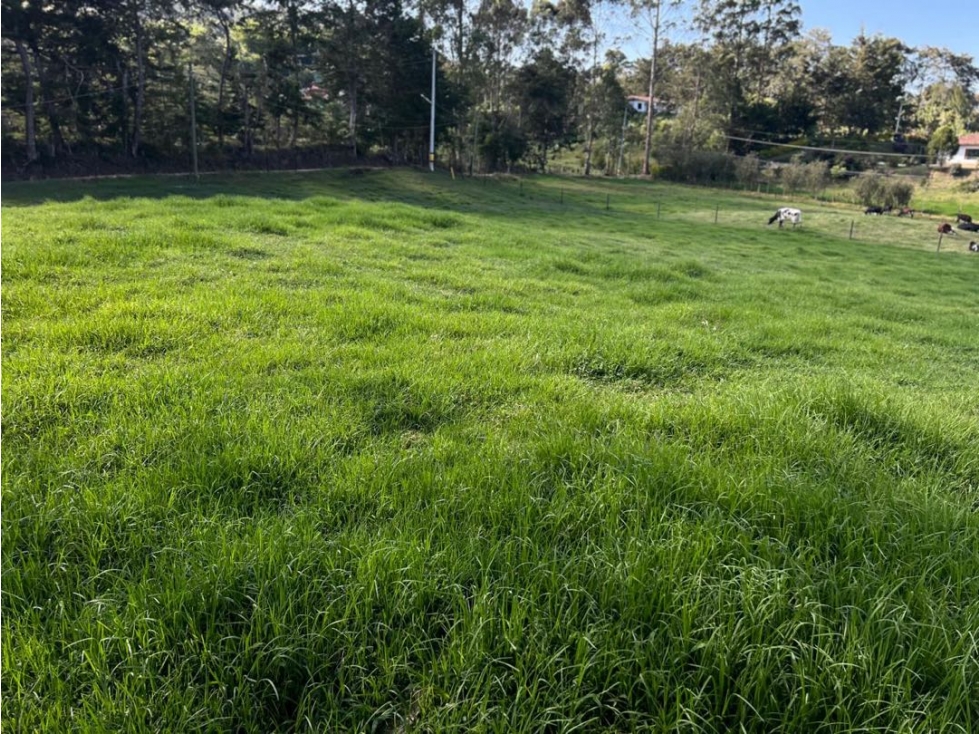 SE VENDE LOTE INDEPENDIENTE EN LA CEJA SECTOR SAN NICOLAS VÍA LLANOGR — foto 3