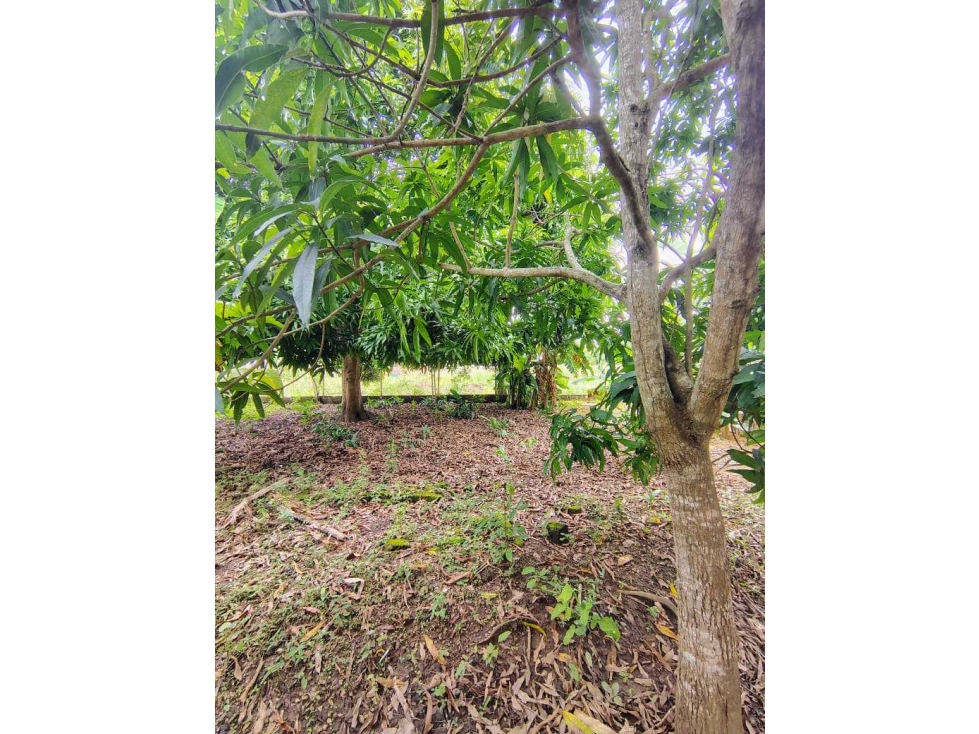 ¡SE VENDE LOTE O CASA FINCA EN LOS PERICOS! — foto 2
